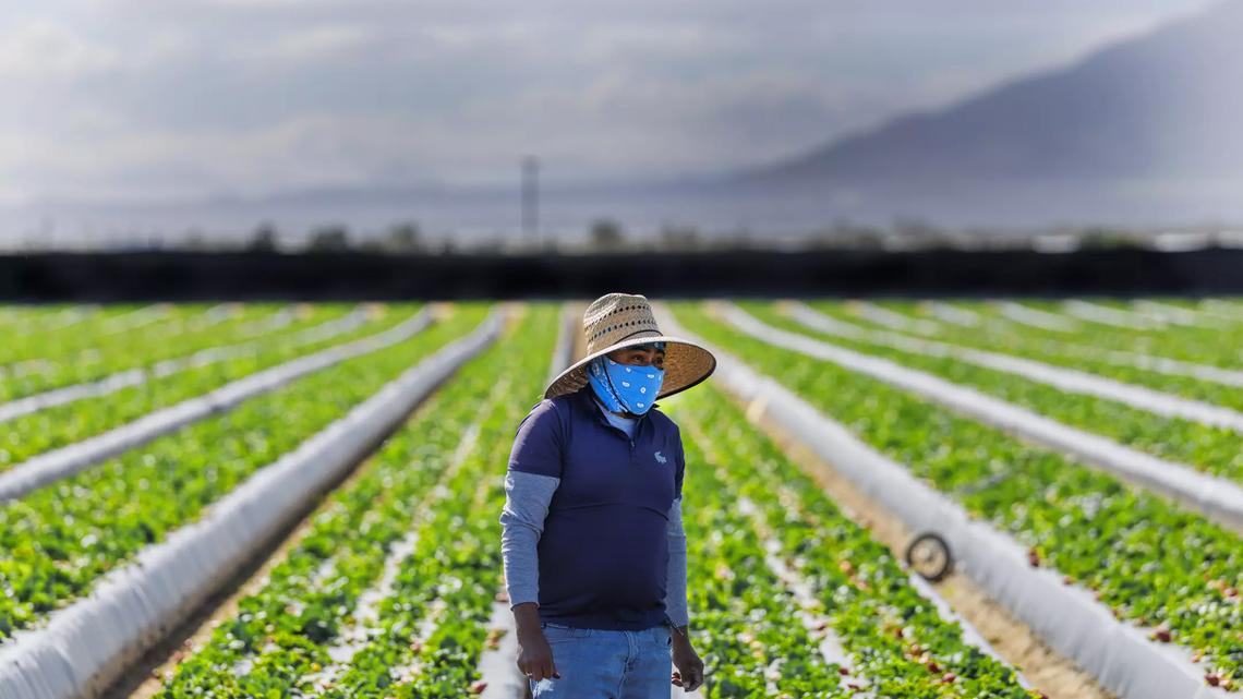 A farmworker in the Coachella Valley.