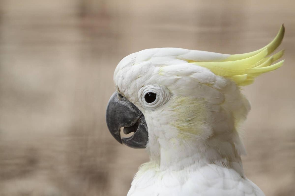  A Cockatoo's side profile.