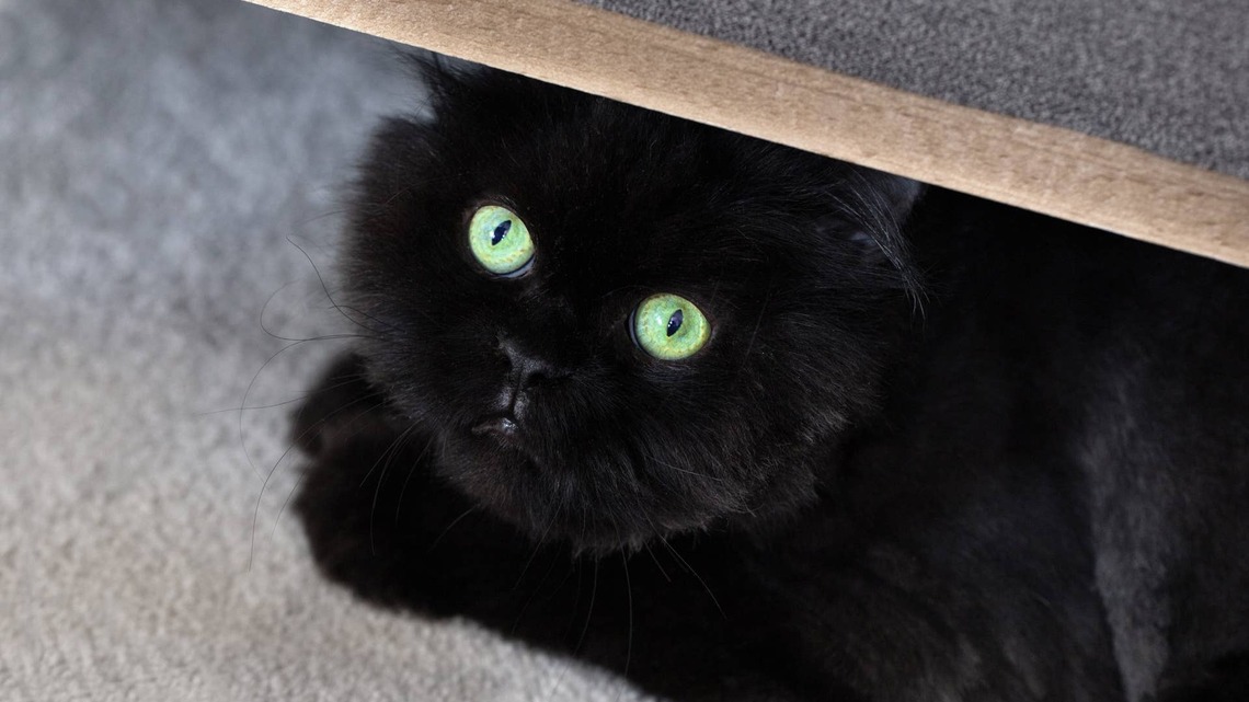 Black Cat's Reaction To Visiting the Vet Is the Definition of a 'Scaredy Cat' 