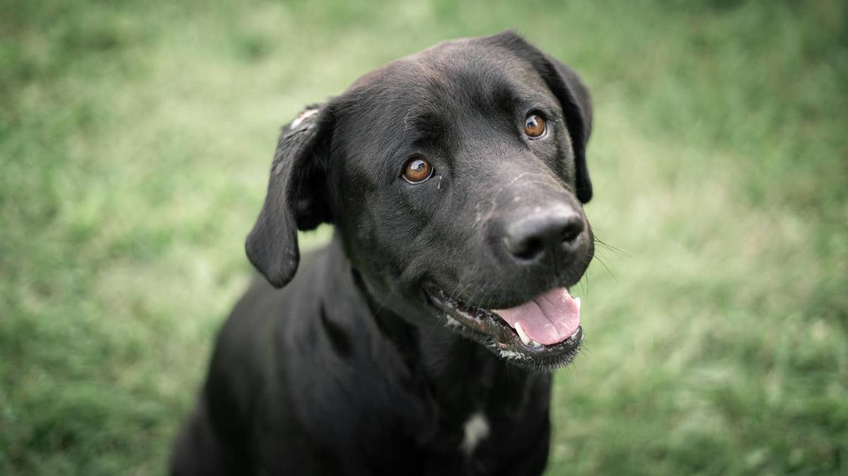 Black Labrador Retriever. 