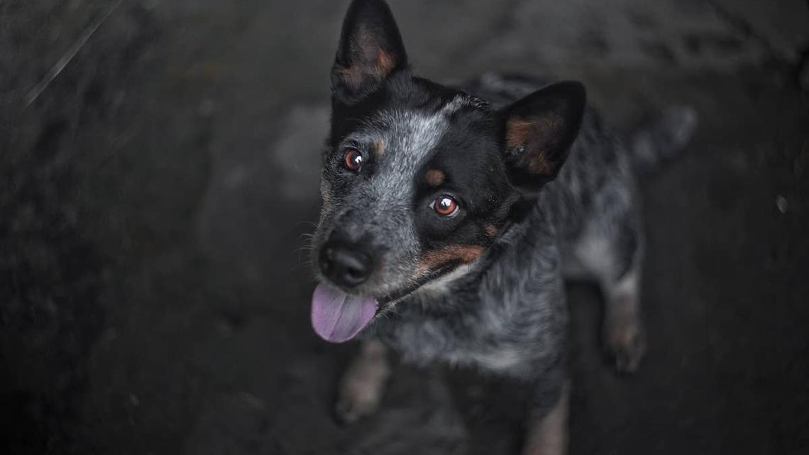 Ranchers Finally Realized Why This Cattle Dog Kept Covering the Little Calf in Dirt 
