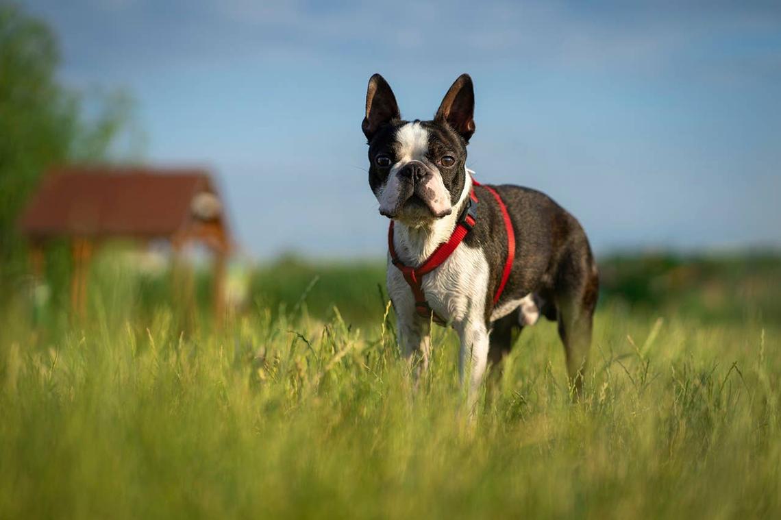 A Boston Terrier with a low-maintenance coat on a farm. 