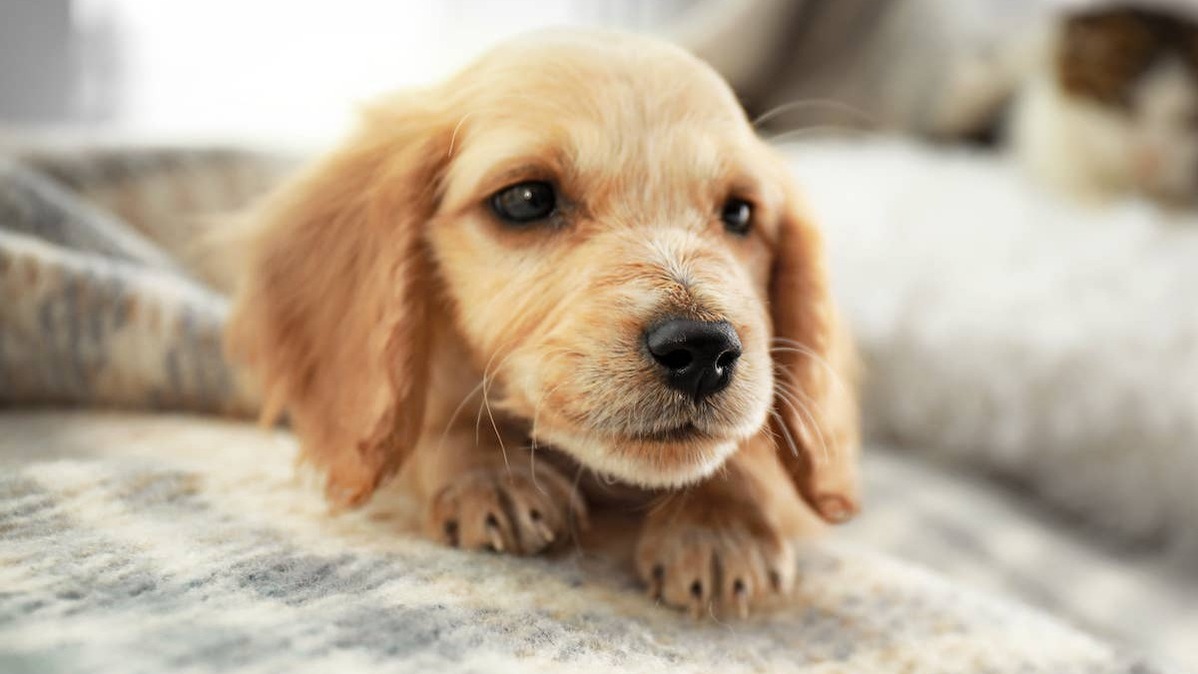 Cocker Spaniel puppy on a blanket. 