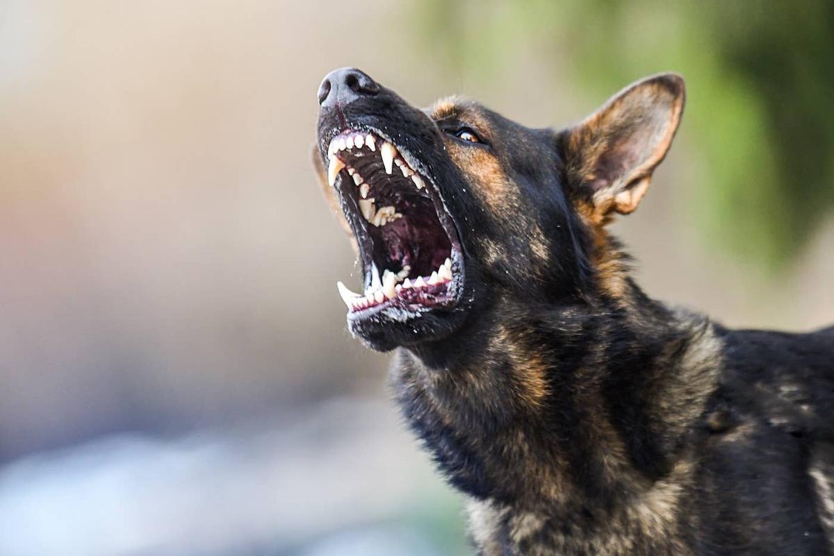  German Shepherd snapping at the camera.
