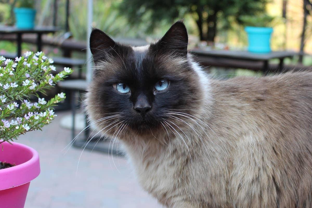  An expressive blue-eyed Balinese Cat standing outside.