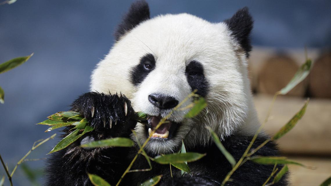 These 2 Giant Pandas Are Starting to Flirt Like Teenagers 