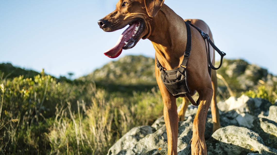15 Durable Dog Harnesses for Safe, Comfortable Walks-Starting at $12 on Amazon 