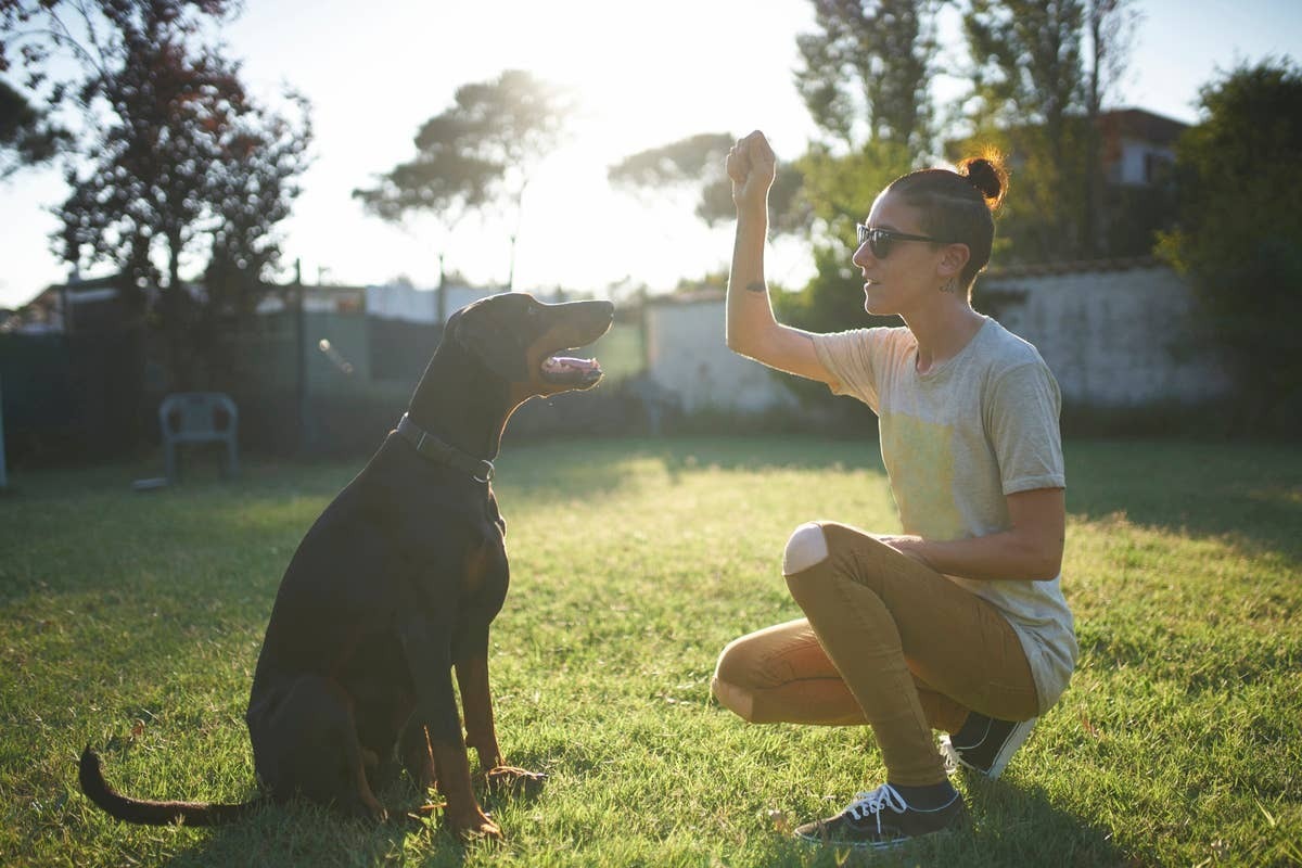  A dog sitting when being instructed to.