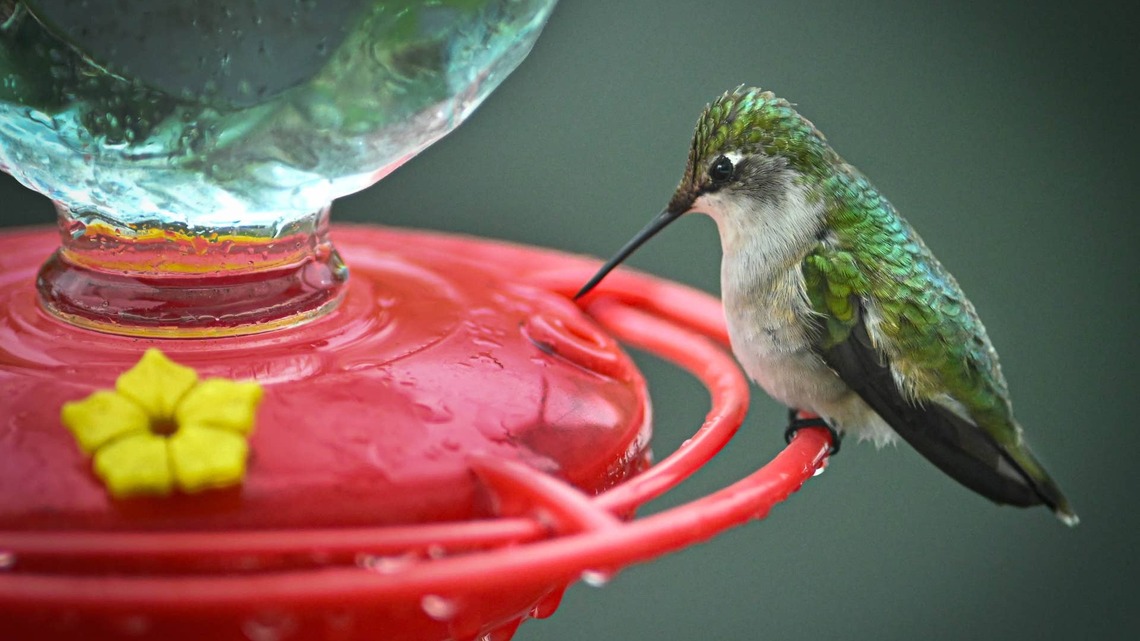 Family Walks Outside To Find a Huge Crowd of Hummingbirds Waiting To Be Fed 