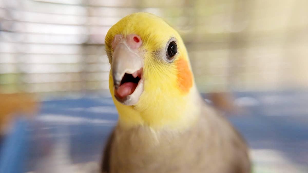 A Cockatiel singing. 