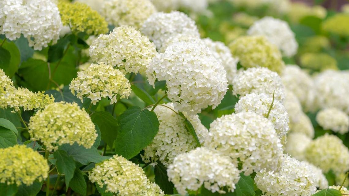 DIYer Shares How To Set Your Hydrangeas Up for Big Spring and Summer Blooms 