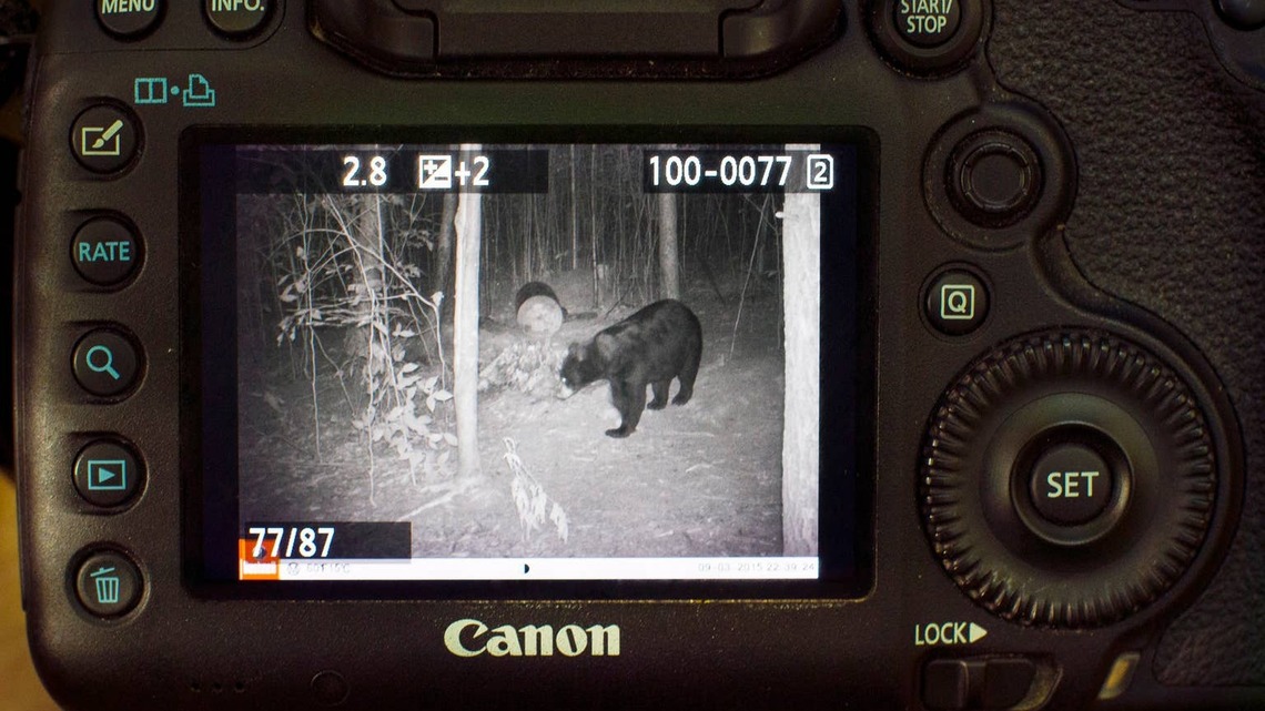 This Trail Cam Is Being Called the 'Highway of the Forest'-Here's Why 