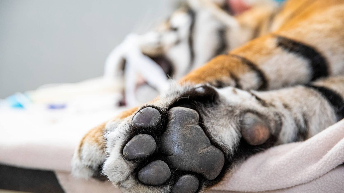 Shelter's Sweet Little ‘Purebred Saber-Toothed Tiger' Is Looking for a Home