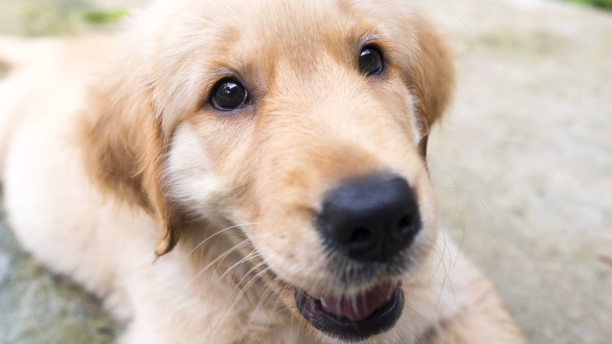 golden retriever puppy. 