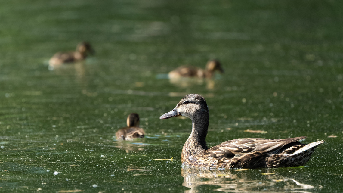 Southern California man charged after duckling beat to death 