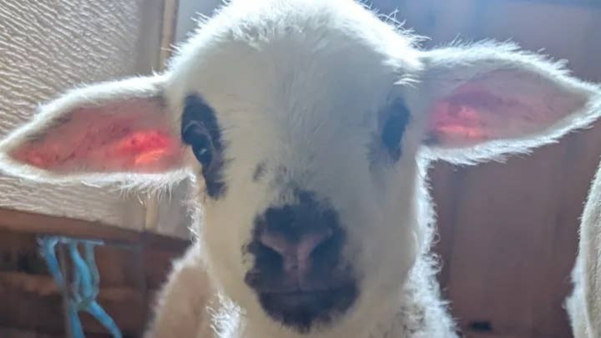  Clara the baby sheep or geep.