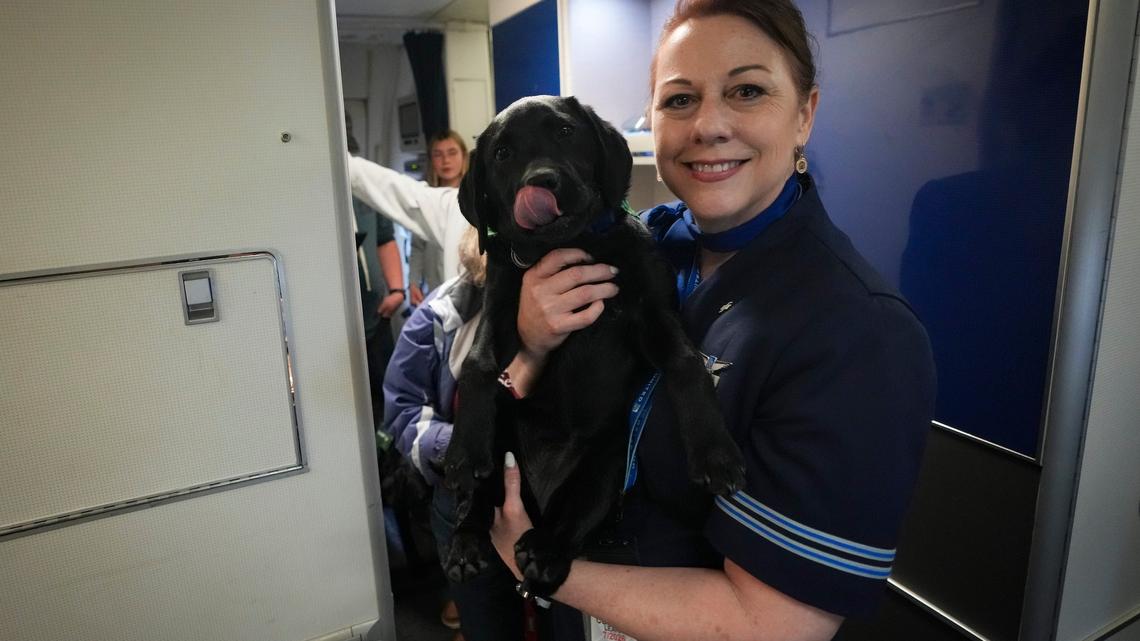 United flight attendant Corrine Leara holds Mary during a seeing eye dog training at Newark International Airport, Apr 19, 2026, Newark, NJ, USA.