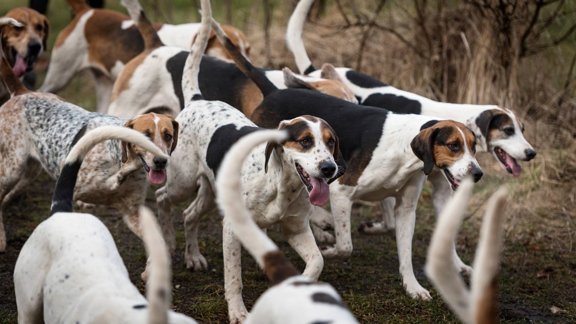 Dozens of Foxhounds Trailing a Man on a Bike Left a Driver Pulled Over and Viewers Asking What Was Going On 