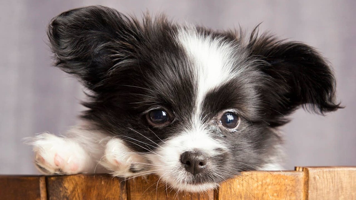 6 Dog Breeds That Make the Sweetest Four-Legged Housemates, According to Experts 