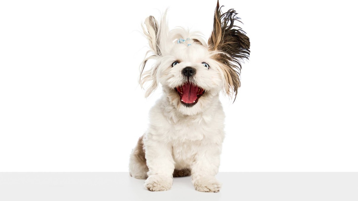 Shih-Tzu's Open-Mouthed Passenger Princess Face Looks Completely Unhinged 