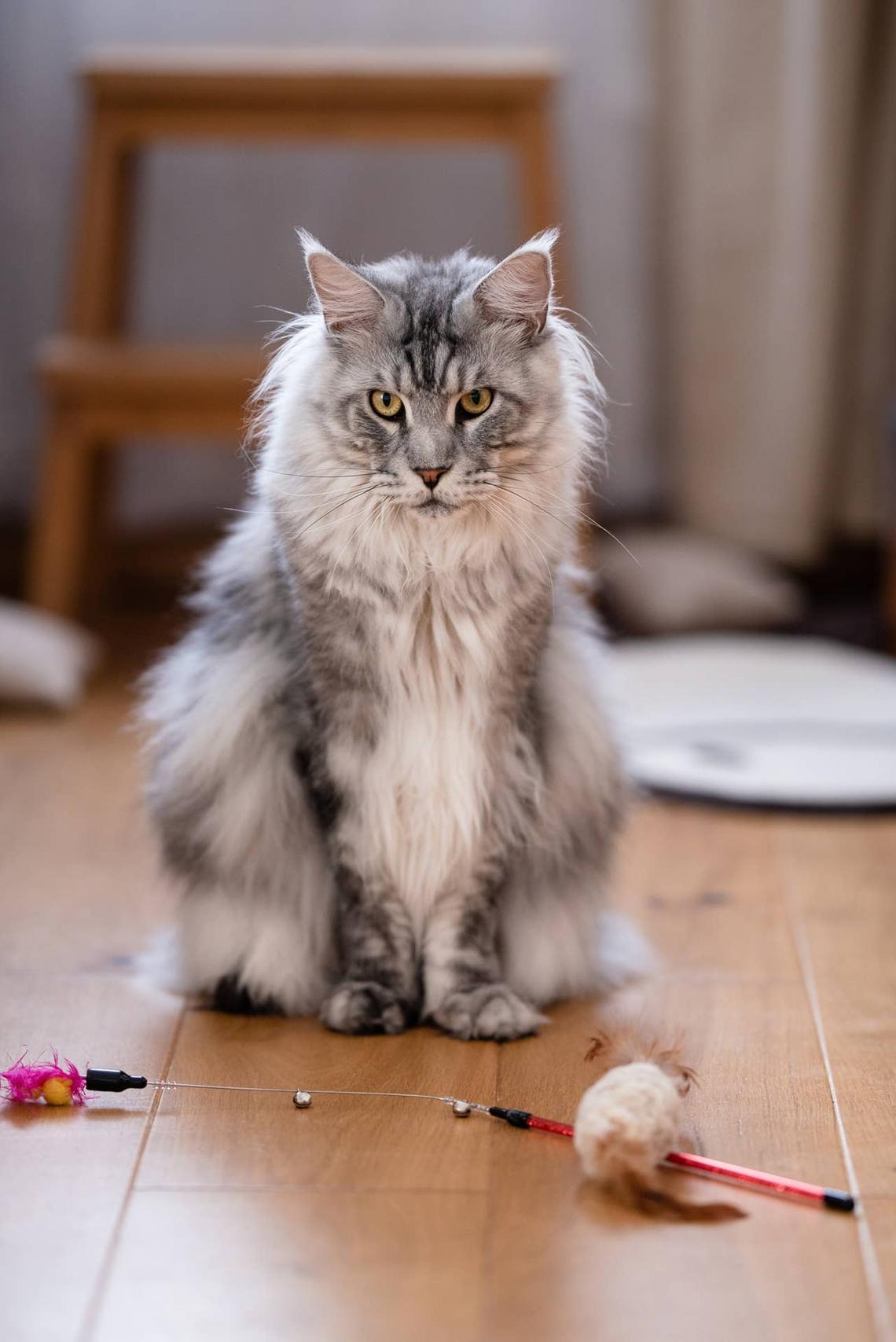  A Maine Coon with its toys ready to play fetch. 