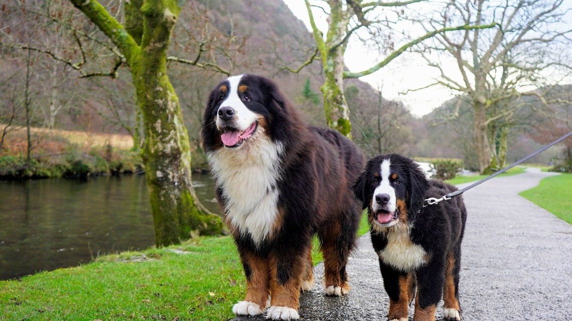 Bernese Mountain Dog Meets the 'Travel-Sized Version' of Himself, and the Result Is Pure Sweetness 