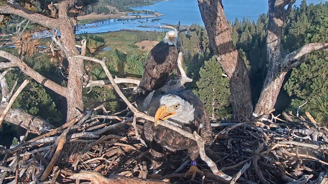Will they or won't they? Shadow and Kaydee the eagles spend time in nest 