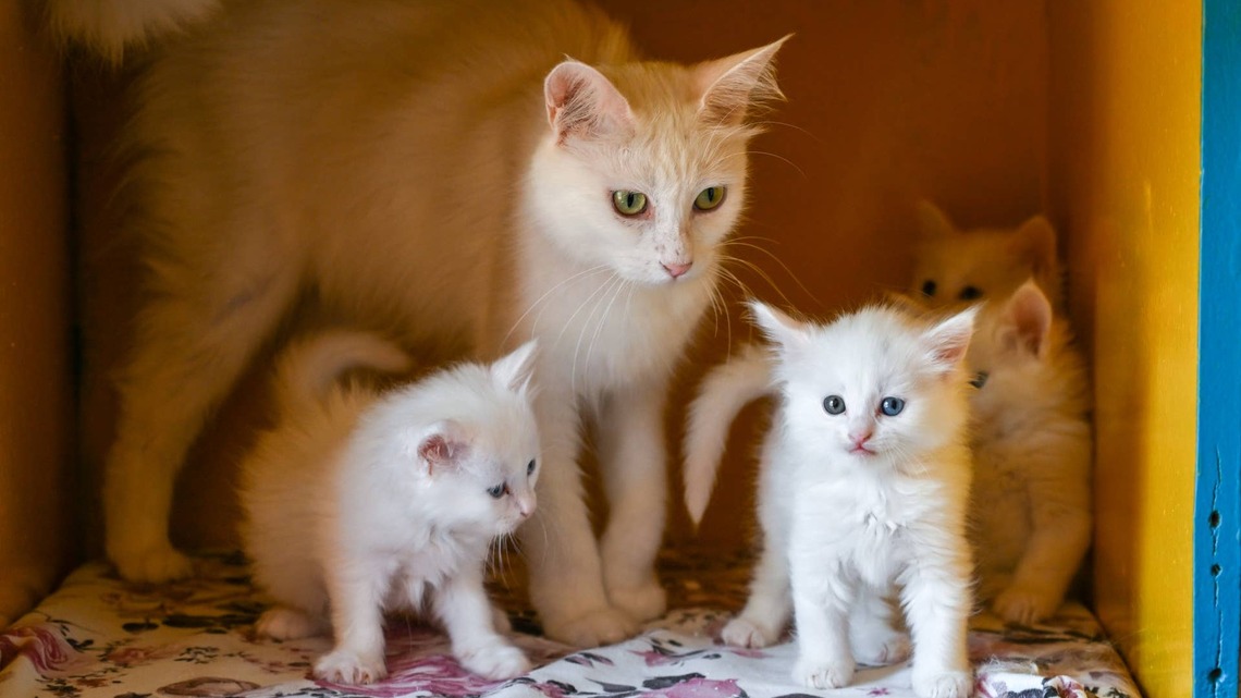 Man Reveals His Kittens' Names, and the Comments Only Make Them Funnier 