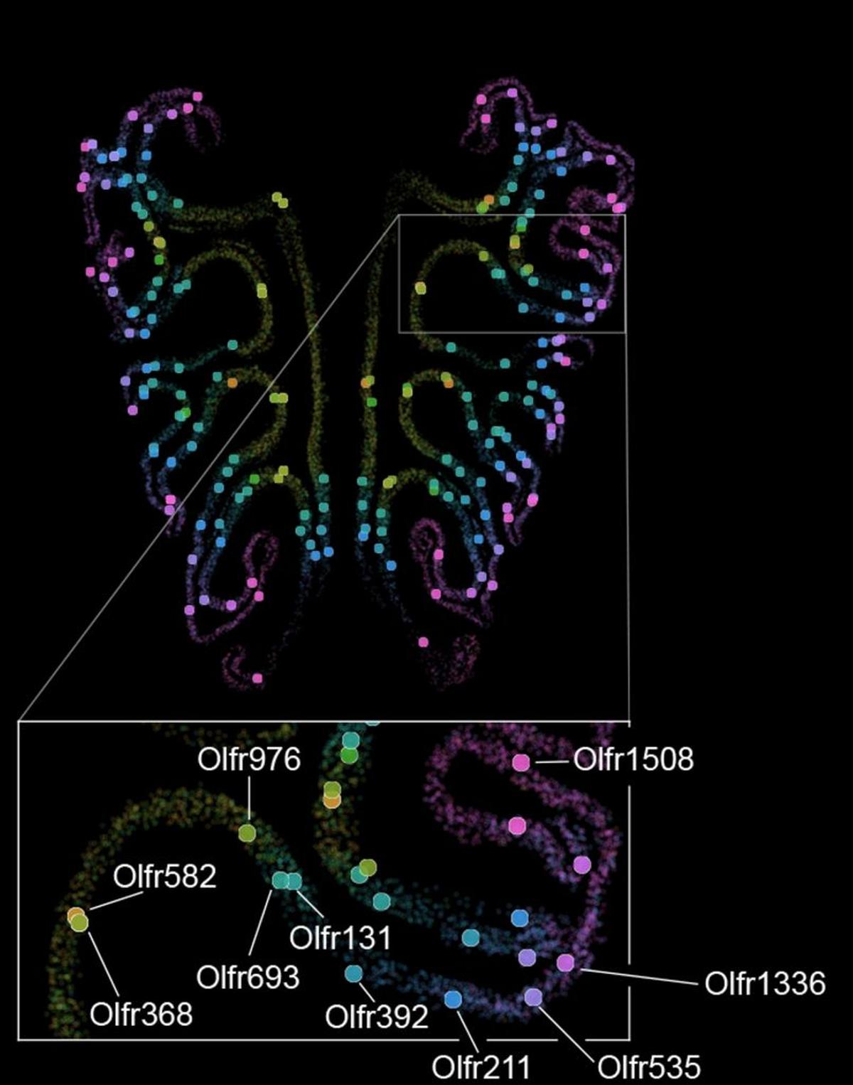  A map of the thousand types of smell receptors in the olfactory tissue of a mouse nose, labeled by a color gradient. The bottom inset shows the precise spatial positions of a tagged subset of receptors. (Datta Lab via SWNS) 