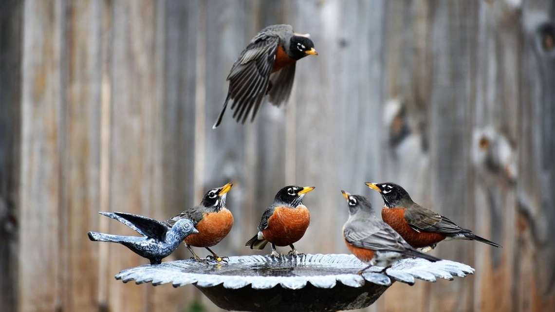 Birdbath Dos and Don'ts for Fall: What Backyard Birds Need
