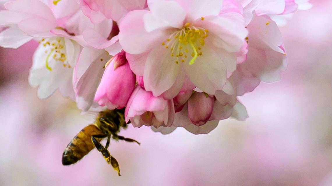 A bee collects pollen from cherry blossoms in the warm weather Monday, March 31, 2025.