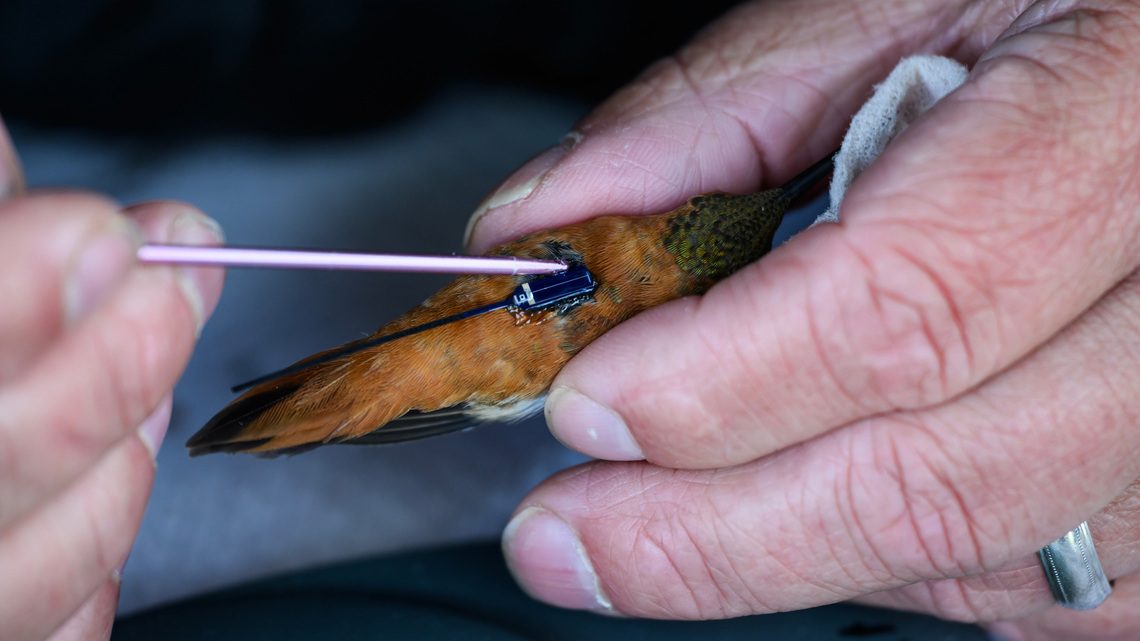 Researchers attempt to follow a hummingbird's journey from Alaska to Mexico for first time 