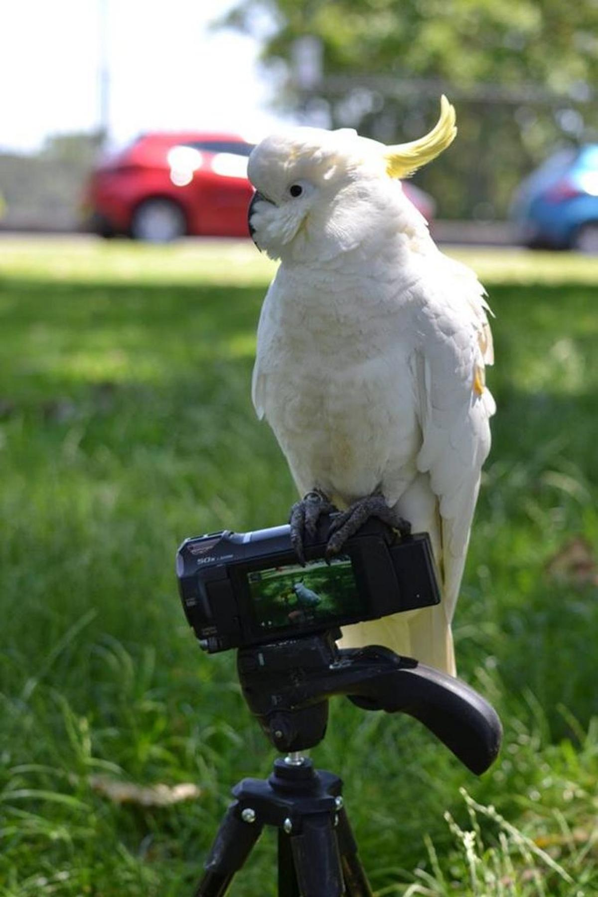  A sulphur-crested cockatoo. (Julia Penndorf via SWNS) 
