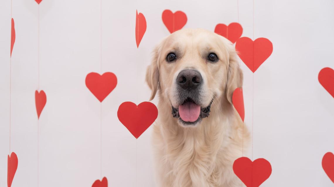 Dogs Dressed for Valentine's Day Birthday Party Have Us Falling In Love 