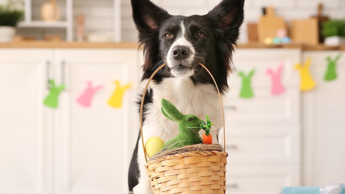 Easter Is One of the Deadliest Holidays for Pets - and Chocolate Is Only Part of the Problem 