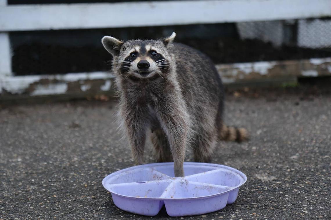  Raccoon stealing food.