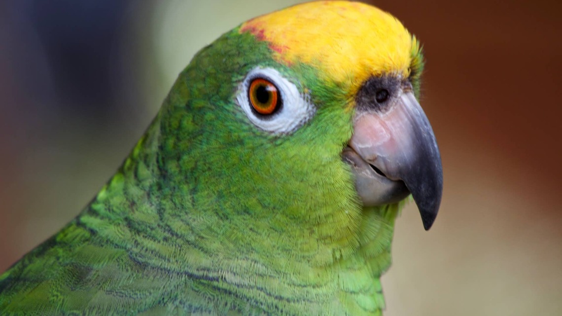 Parrot Looking for His Favorite Human Sounds Just Like a Little Kid 