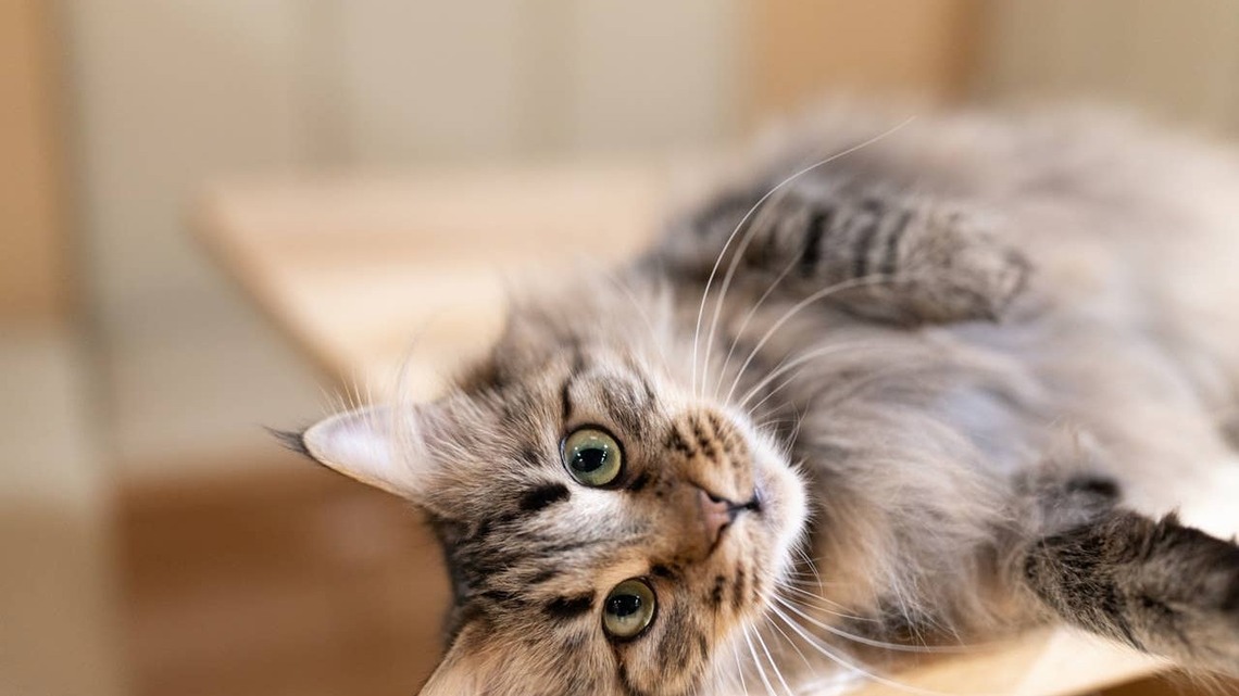 5 Cat Breeds That Are Basically Maine Coons in Disguise, Says a Vet