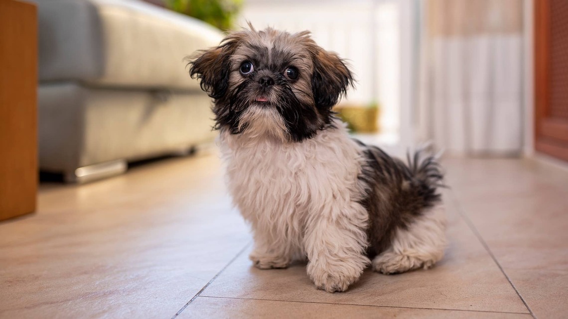 Singing Elmo Meets a Shih-Tzu Who Would Like Him to Shut Up