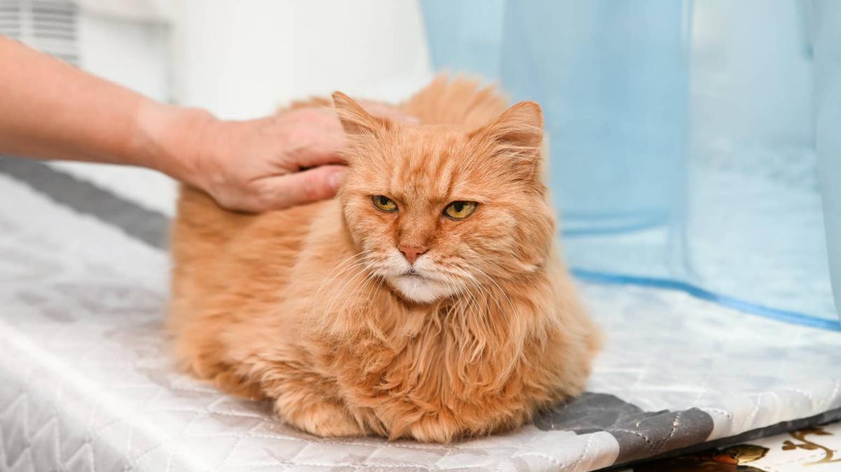 Hand reaching out to pet grumpy orange cat. 
