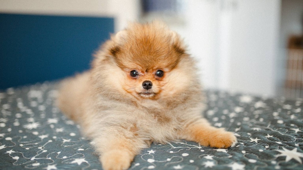 pomeranian dog sitting on the bed.