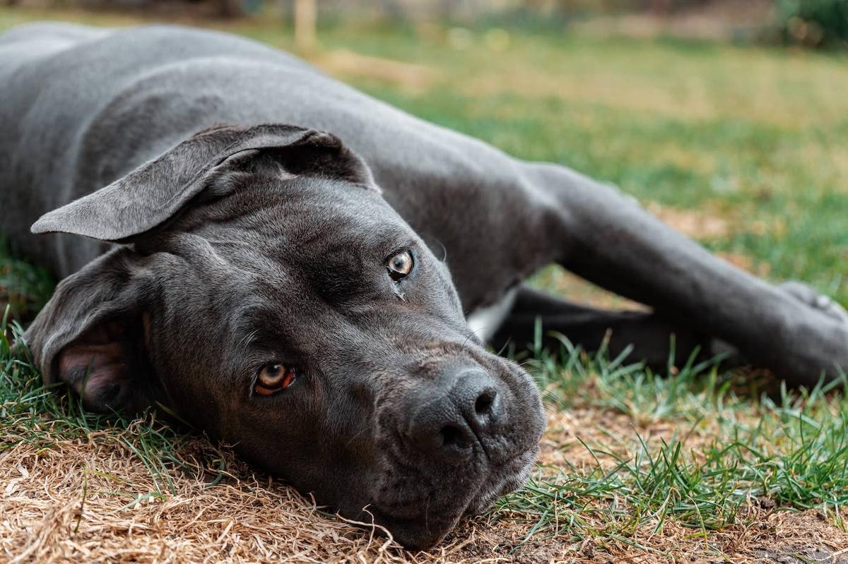  Close-up of a Cane Corso puppy.