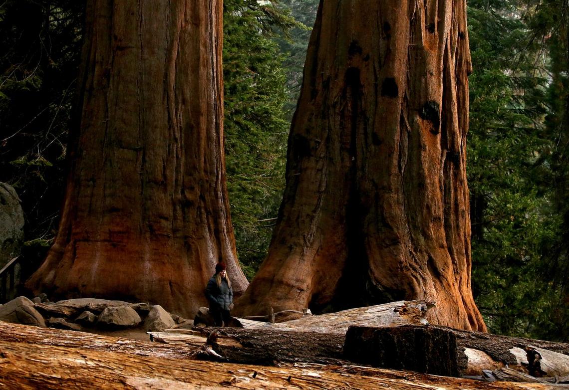 A visitor walks amid giant trees in Sequoia National Park. 