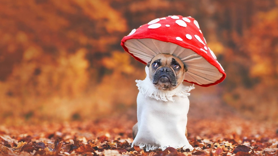 PopShelf's Adorable Mushroom Pet Bowl Looks Like It Belongs in a Fairytale Kitchen 