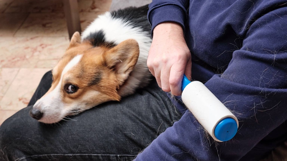 A Corgi sitting next to a person using a lint brush on their shirt. 