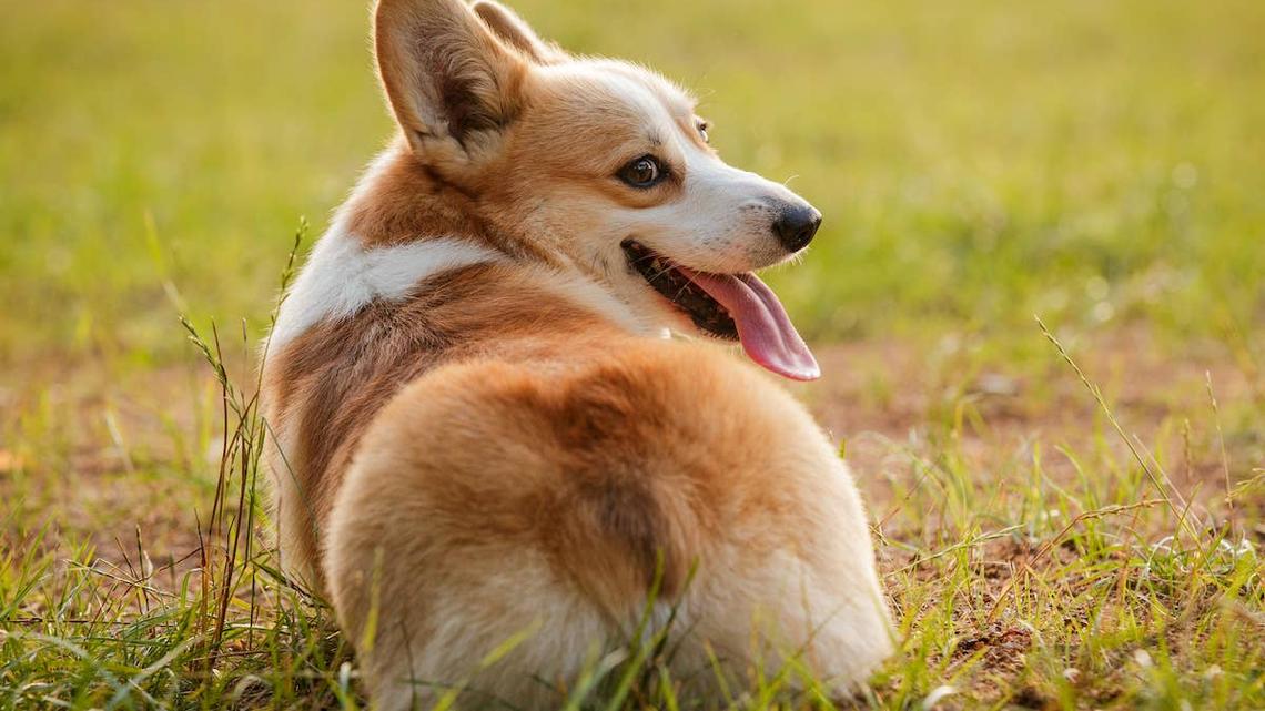 Your Dog's Gas Could Be Telling You Something-Here's What It Means 