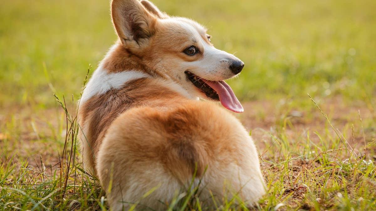 Corgi lying in grass looking back.