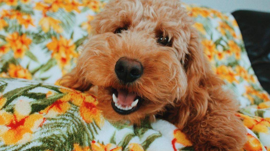 Goldendoodle Puppy Clocks in for 'Witching Hour' Like a Chaotic King 