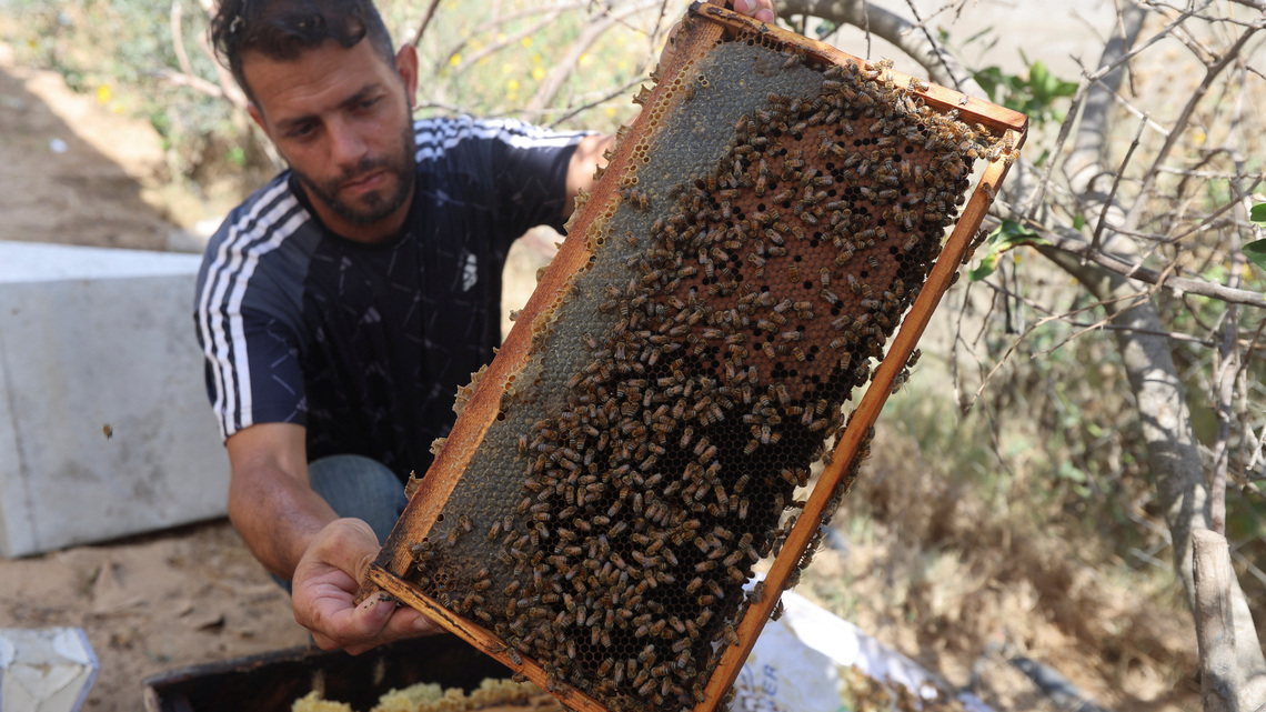 With fields destroyed and hives lost, Gaza's beekeepers struggle to start over 