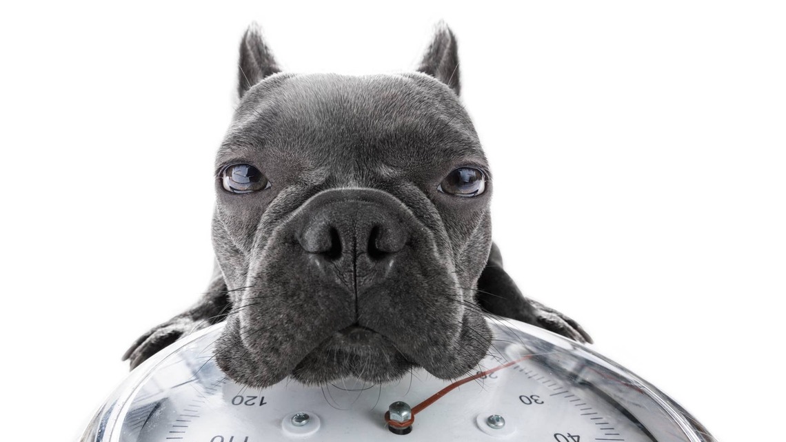 Comments About This 50-Pound French Bulldog Have the Internet Cracking Up 